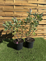 SUBLIMES Vitex Gattilier
