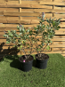 SUBLIMES Vitex Gattilier