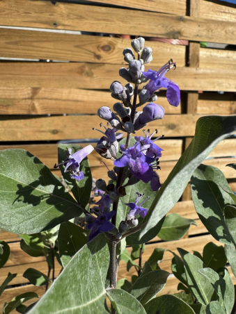 SUBLIMES Vitex Gattilier