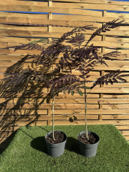 SUBLIMES ALBIZIA SUMMER CHOCOLATE