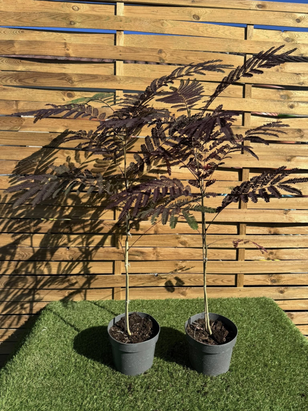 SUBLIMES ALBIZIA SUMMER CHOCOLATE