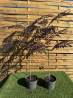 SUBLIMES ALBIZIA SUMMER CHOCOLATE