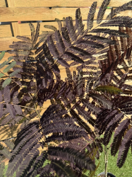 SUBLIMES ALBIZIA SUMMER CHOCOLATE
