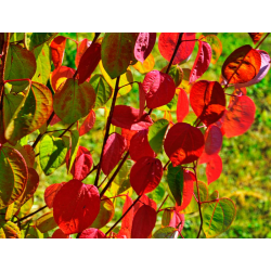 SUBLIMES ARBRES A CARAMEL Cercidiphyllum japonicum