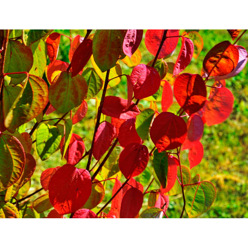 SUBLIMES ARBRES A CARAMEL Cercidiphyllum japonicum