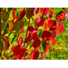 SUBLIMES ARBRES A CARAMEL Cercidiphyllum japonicum