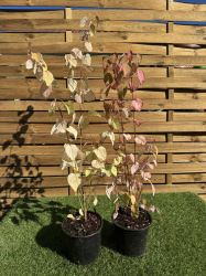 SUBLIMES ARBRES A CARAMEL Cercidiphyllum japonicum