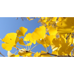 SUBLIMES GINKGO BILOBA
