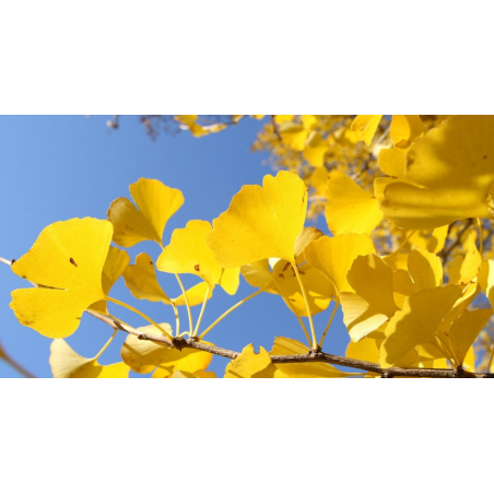 SUBLIMES GINKGO BILOBA