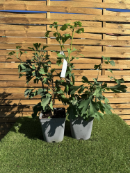 SUBLIMES GINKGO BILOBA