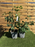 SUBLIMES GINKGO BILOBA