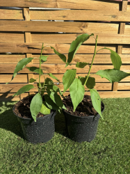 SUBLIMES CERISIERS DU JAPON KANZAN