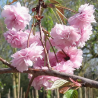 SUBLIMES CERISIERS DU JAPON KIKU SHIDARE ZAKURA