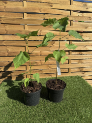 SUBLIMES CATALPA SPECIOSA