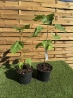 SUBLIMES CATALPA SPECIOSA