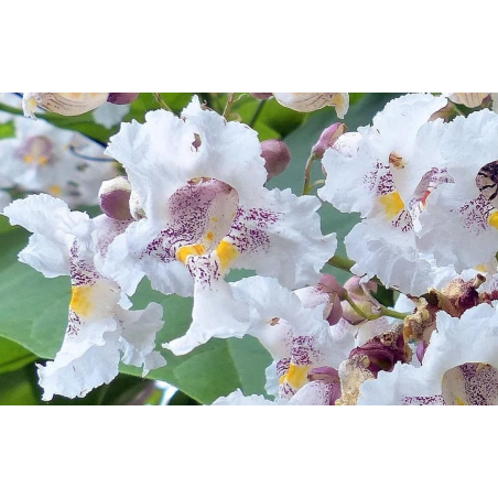 SUBLIMES CATALPA SPECIOSA