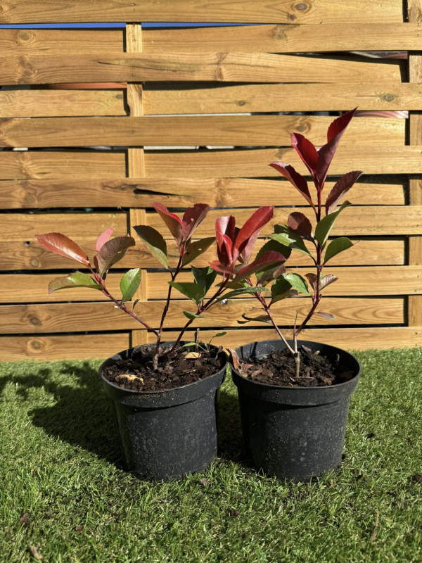 SUBLIMES PHOTINIAS RED ROBIN