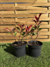 SUBLIMES PHOTINIAS RED ROBIN
