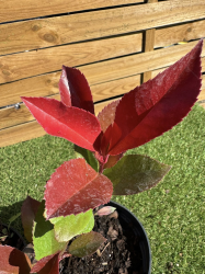 SUBLIMES PHOTINIAS RED ROBIN