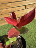 SUBLIMES PHOTINIAS RED ROBIN