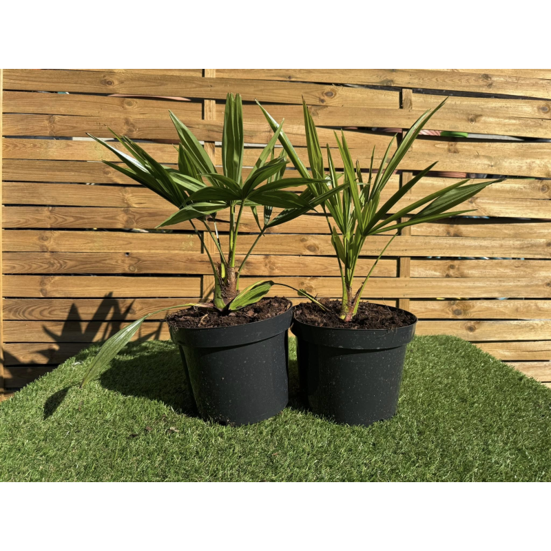 SUBLIMES PALMIERS TRACHYCARPUS FORTUNEI
