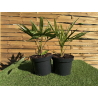 SUBLIMES PALMIERS TRACHYCARPUS FORTUNEI