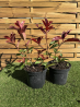 SUBLIMES PHOTINIAS RED ROBIN
