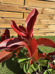 SUBLIMES PHOTINIAS RED ROBIN