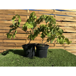 SUBLIMES VIGNES MUSCAT noir ( raisin de table)