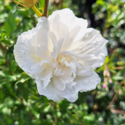SUBLIMES HIBISCUS WHITE CHIFFON