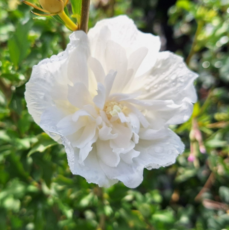 SUBLIMES HIBISCUS WHITE...