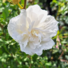 SUBLIMES HIBISCUS WHITE CHIFFON