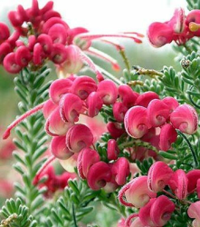 SUBLIMES GREVILLEA MOUNT TAMBORITHA