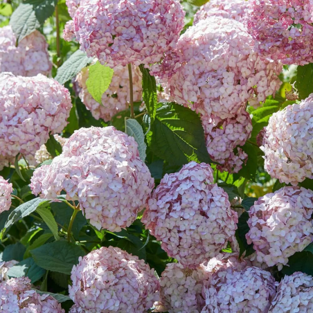 SUBLIMES HORTENSIA CANDY BELL