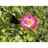 🌹 **SUBLIMES ROSIERS ‘CUTIE PIE’** 🌹