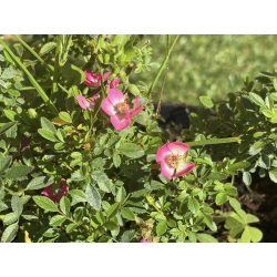 🌹 **SUBLIMES ROSIERS ‘CUTIE PIE’** 🌹