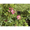 🌹 **SUBLIMES ROSIERS ‘CUTIE PIE’** 🌹