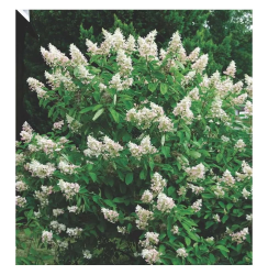 SUBLIMES HORTENSIA PANICULATA KYUSHU
