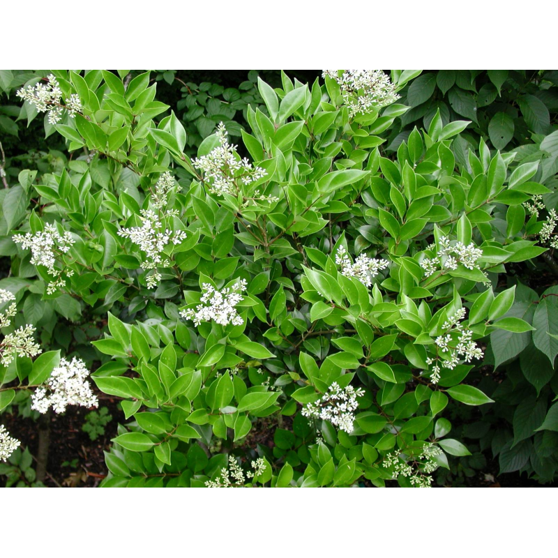 SUBLIMES LIGUSTRUM TEXANUM ( troènes du texas )
