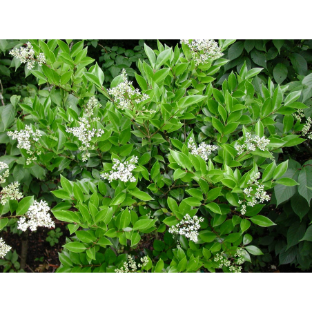 SUBLIMES LIGUSTRUM TEXANUM...