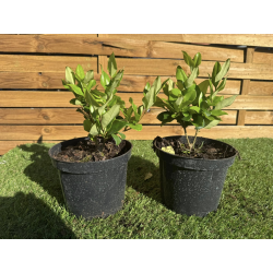 SUBLIMES LIGUSTRUM TEXANUM ( troènes du texas )