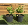 SUBLIMES LIGUSTRUM TEXANUM ( troènes du texas )