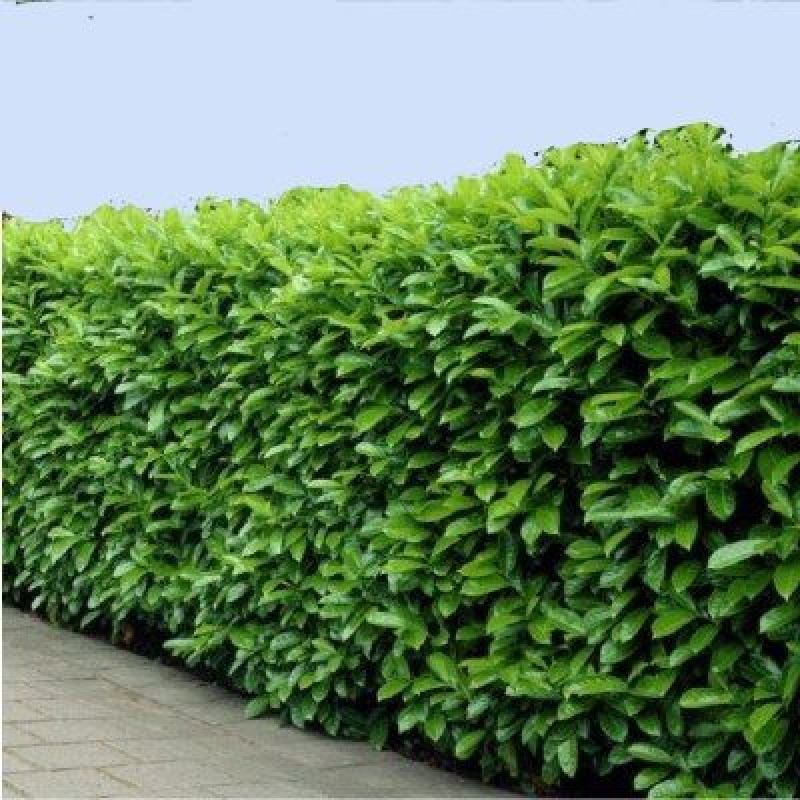 SUBLIMES LAURIER PALME ( prunus novita)