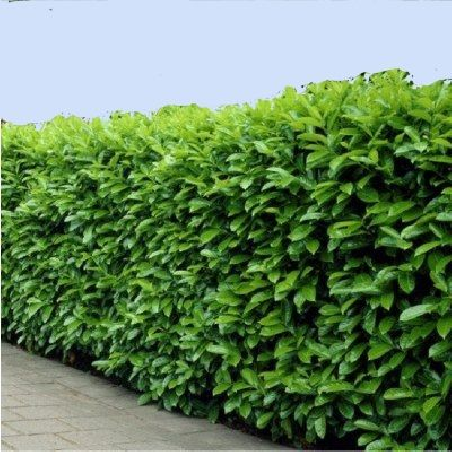 SUBLIMES LAURIER PALME (...