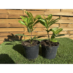 SUBLIMES LAURIER PALME ( prunus novita)