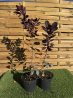 magnifiques Cotinus Royal Purple