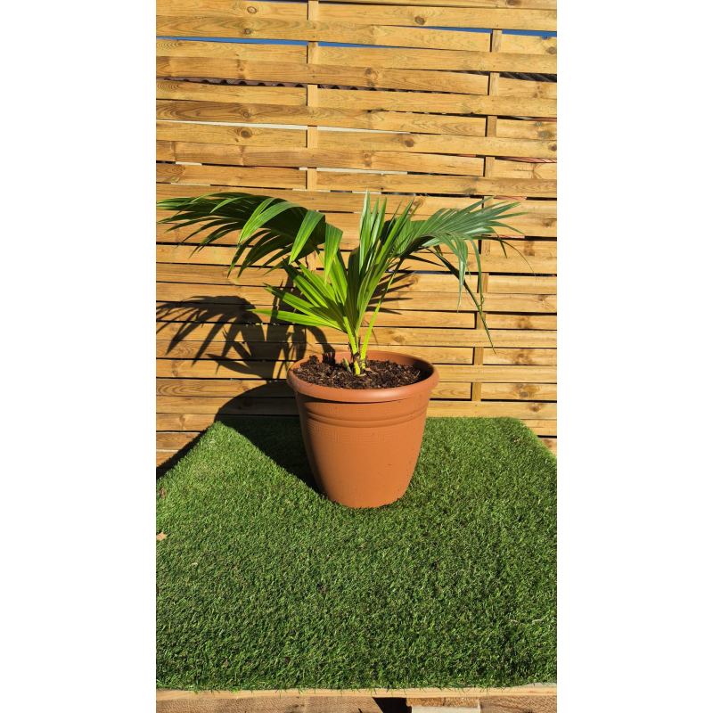 SUBLIMES PALMIERS LIVISTONIA CHILENSIS