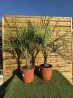 SUBLIMES PALMIERS BUTIA CAPITATA