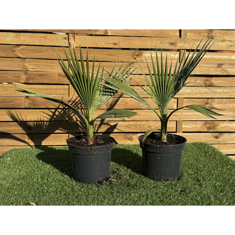 SUBLIMES PALMIERS WASHINGTONIA FILIFERA