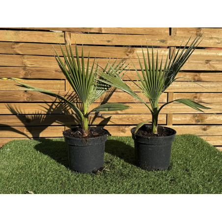 SUBLIMES PALMIERS...